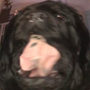 Meet your Posher, Flatty_patty_